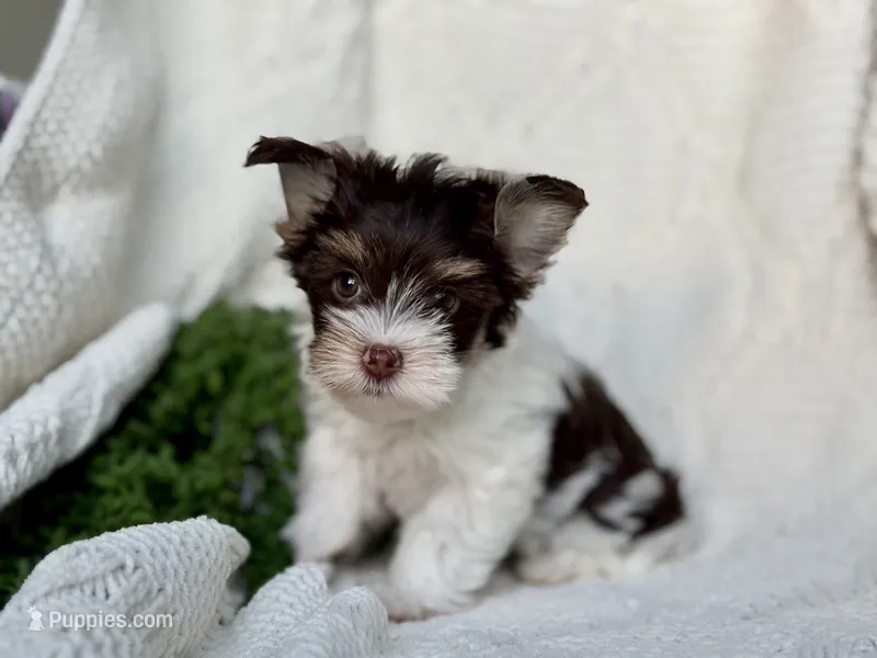 AKC Whimsy  – Yorkshire Terrier puppy for sale in Houston, TX