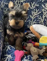 AKC Marcelo , a male Yorkshire Terrier for sale in Houston, TX – 10 of 10