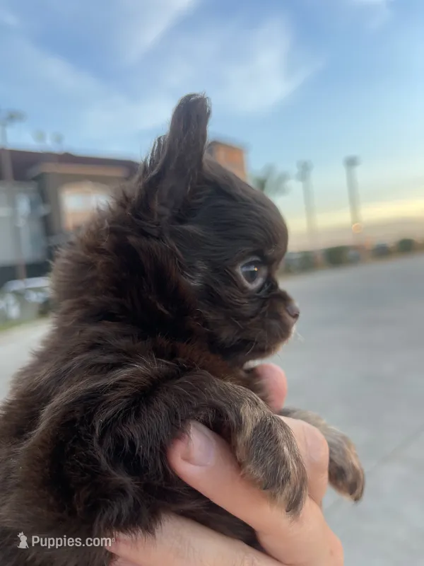 AKC chocolate applehead – Chihuahua puppy for sale in Houston, TX