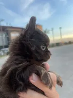 AKC Apple head, a male Chihuahua for sale in Houston, TX – 8 of 10