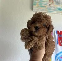 Sebastian , a male Poodle - Toy  for sale in Houston, TX – 6 of 7