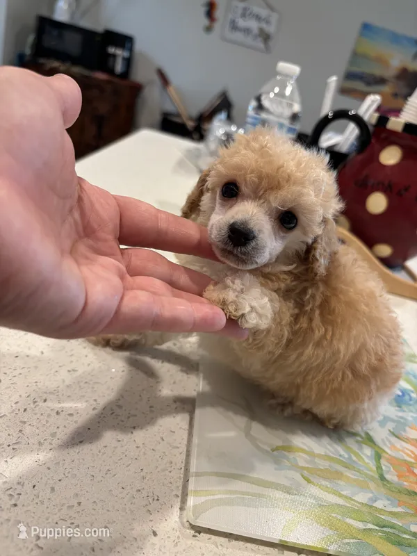Micro Tcup  – Poodle - Toy  puppy for sale in Houston, TX
