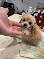 Micro Tcup , a male Poodle - Toy  for sale in Houston, TX – 1 of 6