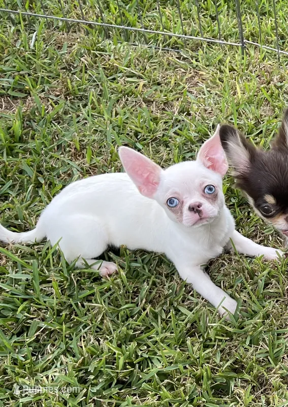 Blu  – Chihuahua puppy for sale in Houston, TX