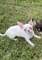 Blu , a male Chihuahua for sale in Houston, TX – 1 of 9