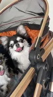 Lucky , a male Chihuahua for sale in Houston, TX – 9 of 10