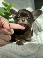 AKC Pecan , a male Chihuahua for sale in Houston, TX – 3 of 7