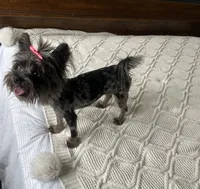 Merle , a female Yorkshire Terrier for sale in Houston, TX – 4 of 10