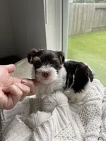 AKC Whimsy , a female Yorkshire Terrier for sale in Houston, TX – 6 of 10