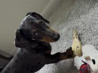 Dapple , a male Miniature Dachshund for sale in Houston, TX – 7 of 10