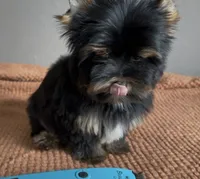 AKC Dollface Duke, a male Yorkshire Terrier for sale in Houston, TX – 2 of 6