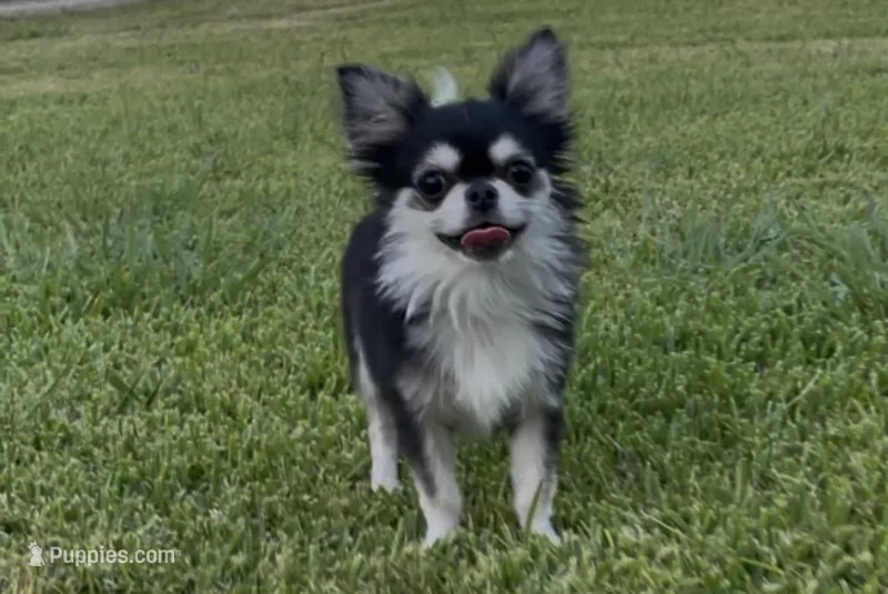 Lucky  – Chihuahua puppy for sale in Houston, TX