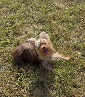 AKC Abby , a female Yorkshire Terrier for sale in Houston, TX – 5 of 10
