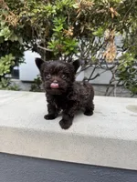 Tcup Chocolate Twix , a male Yorkshire Terrier for sale in Houston, TX – 4 of 8