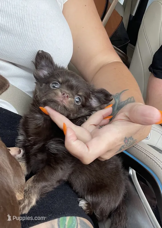 AKC Apple head – Chihuahua puppy for sale in Houston, TX