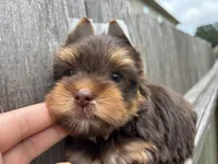 CKC Truffles, a male Yorkshire Terrier for sale in Houston, TX – 6 of 10