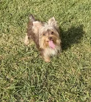 AKC Abby , a female Yorkshire Terrier for sale in Houston, TX – 7 of 10