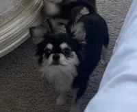 Lucky , a male Chihuahua for sale in Houston, TX – 6 of 10