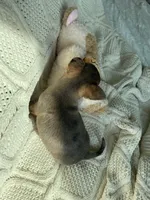 AKC Merle , a male Chihuahua for sale in Houston, TX – 7 of 10