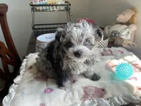 Churro , a male Chihuahua and Poodle - Toy  for sale in Houston, TX – 9 of 10