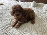 Sebastian , a male Poodle - Toy  for sale in Houston, TX – 2 of 7