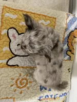 AKC Biscuit , a male Chihuahua for sale in Houston, TX – 7 of 9
