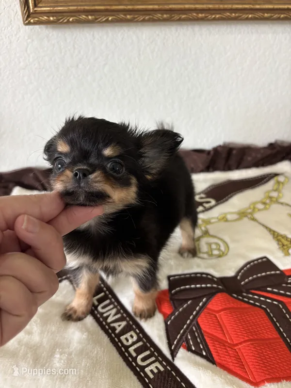 AKC Applehead – Chihuahua puppy for sale in Houston, TX