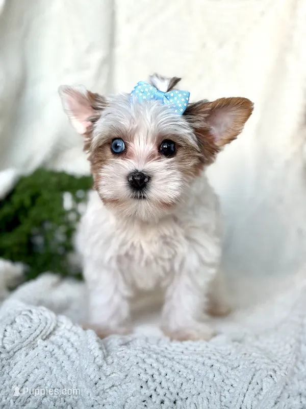 Diamond  – Yorkshire Terrier puppy for sale in Houston, TX