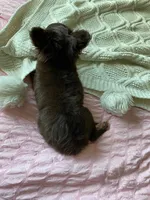 AKC Manolo, a male Chihuahua for sale in Houston, TX – 6 of 8