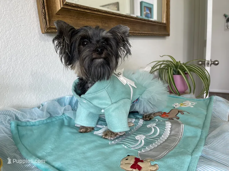 AKC TCUP – Yorkshire Terrier puppy for sale in Houston, TX