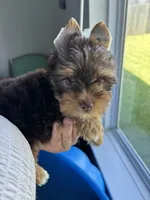 AKC Chocolate , a male Yorkshire Terrier for sale in Houston, TX – 4 of 9