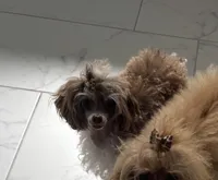 Prada , a female Poodle - Toy  for sale in Houston, TX – Photo 3 of 6