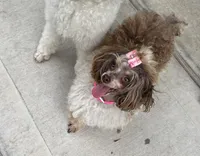 Prada , a female Poodle - Toy  for sale in Houston, TX – Photo 6 of 6