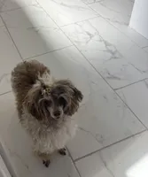 Prada , a female Poodle - Toy  for sale in Houston, TX – Photo 1 of 6