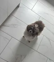 Prada , a female Poodle - Toy  for sale in Houston, TX – Photo 2 of 6