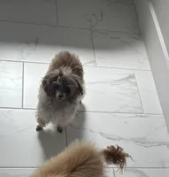 Prada , a female Poodle - Toy  for sale in Houston, TX – Photo 5 of 6