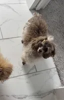 Prada , a female Poodle - Toy  for sale in Houston, TX – Photo 4 of 6