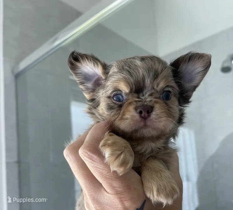 AKC DREAM  – Chihuahua puppy for sale in Houston, TX