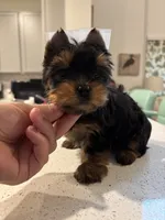 Evermore , a male Yorkshire Terrier for sale in Houston, TX – 3 of 8