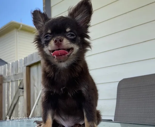 AKC Manolo – Chihuahua puppy for sale in Houston, TX