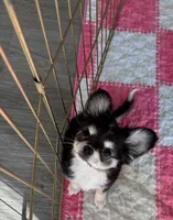 AKC AppleHead, a male Chihuahua for sale in Houston, TX – Photo 6 of 10