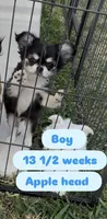 AKC AppleHead, a male Chihuahua for sale in Houston, TX – Photo 2 of 10