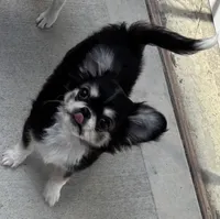 AKC AppleHead, a male Chihuahua for sale in Houston, TX – Photo 1 of 10