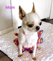 AKC AppleHead, a male Chihuahua for sale in Houston, TX – Photo 10 of 10