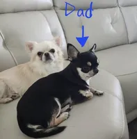 AKC AppleHead, a male Chihuahua for sale in Houston, TX – Photo 9 of 10