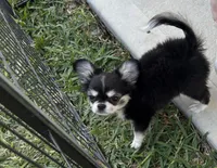 AKC AppleHead, a male Chihuahua for sale in Houston, TX – Photo 7 of 10
