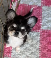 AKC AppleHead, a male Chihuahua for sale in Houston, TX – Photo 4 of 10