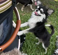 Lucky , a male Chihuahua for sale in Houston, TX – 8 of 10