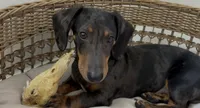 Dapple , a male Miniature Dachshund for sale in Houston, TX – 5 of 10