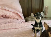 Apple head Melany , a female Chihuahua for sale in Houston, TX – 4 of 10